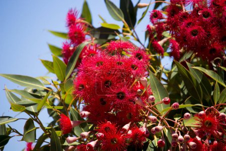 Téléchargez les photos : Superbe et brillante fleur rouge d'Eucalyptus ficifolia ornementale Le chewing-gum écarlate d'Australie occidentale au début de l'été attire les oiseaux indigènes et les abeilles mellifères vers le nectar doux et est un arbre de rue compact. - en image libre de droit
