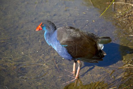 A brilliantly feathered unusual Purple swamp hen porphyria porphyria standing in the cool lake is getting roots and grass to eat at Dalyellup Lakes, Western Australia in mid -summer.