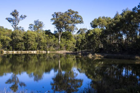 Foto de Hermosa vista panorámica de los humedales y el lago en Dalyellup cerca de Bunbury Western Australia, que es el hogar de patos, coots y muchas otras aves acuáticas en una mañana de verano bien, aunque fresco. - Imagen libre de derechos