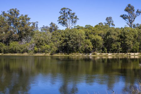 Foto de Hermosa vista panorámica de los pantanos serenos y el lago en Dalyellup cerca de Bunbury Australia Occidental, que es el hogar de espátulas, patos, fochas y muchas otras aves acuáticas en una mañana de verano bien, aunque fresco. - Imagen libre de derechos