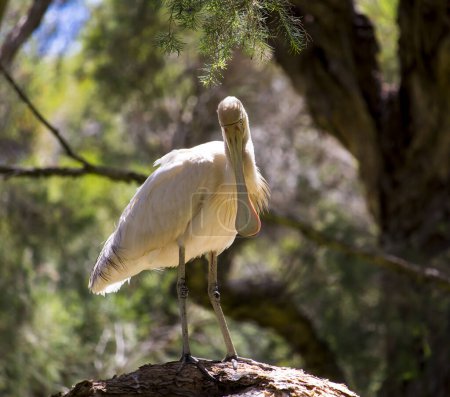 A stately majestic Australian Platalea flavipes yellow billed royal spoonbill is standing on a paperbark tree after preening itself by the blue lake at Dalyellup, near Bunbury, Western Australia in early summer.
