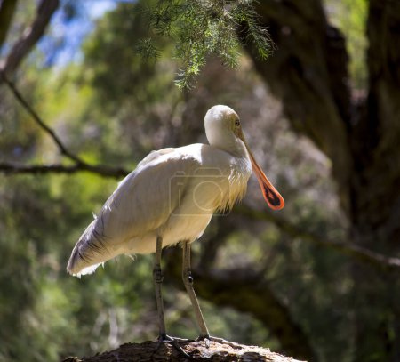 A stately majestic Australian Platalea flavipes yellow billed royal spoonbill is standing on a paperbark tree after preening itself by the blue lake at Dalyellup, near Bunbury, Western Australia in early summer.