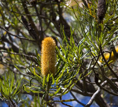 Delicate Banksia species flower,of the proteacea genus growing in the tuart forest in Kalgulup Regional Park, at Dalyellup, Western Australia attracts native birds and bees to the rich nectar and is a beautiful sight.
