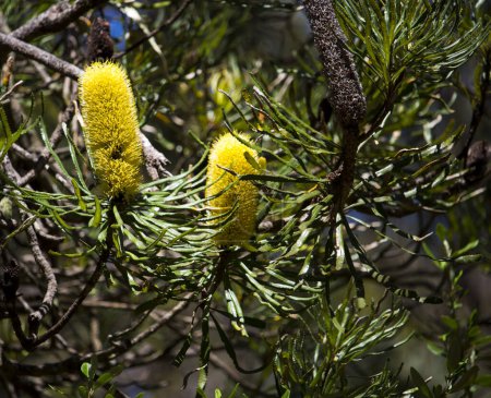 Téléchargez les photos : Délicate fleur d'espèces de Banksia, du genre proteacea croissant dans la forêt de tuarts dans le parc régional de Kalgulup, à Dalyellup, Australie occidentale attire les oiseaux indigènes et les abeilles vers le riche nectar et est une belle vue. - en image libre de droit