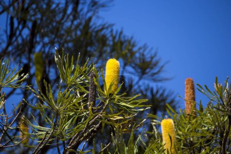 Delicada flor de especies Banksia, del género proteacea que crece en el bosque de tuart en el Parque Regional de Kalgulup, en Dalyellup, Australia Occidental atrae aves nativas y abejas al rico néctar y es una hermosa vista.