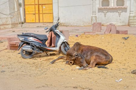 Foto de PUSHKAR, INDIA - MARCH 3 2018: Colorful scene of the holy cow resting on the street by the parked motorcycle. - Imagen libre de derechos