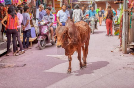 Foto de PUSHKAR, INDIA - MARCH 3 2018: Colorful scene of the holy cow walking on the street among people. - Imagen libre de derechos