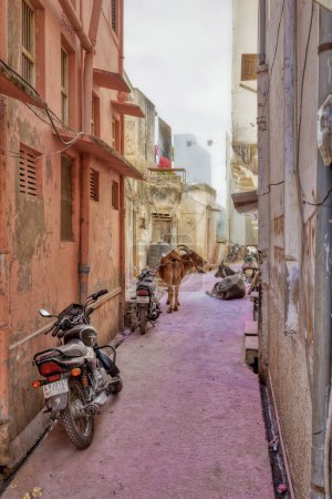 Photo for PUSHKAR, INDIA - MARCH 3 2018: Two cows in narrow street enjoying shadow in peaceful afternoon sunny day. - Royalty Free Image