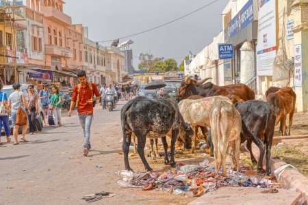 Foto de PUSHKAR, INDIA - MARCH 3 2018: Colorful scene of the holy cows herd standing on the street by the ATM cash machine. - Imagen libre de derechos