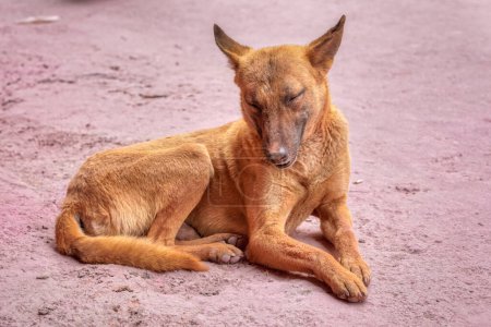 Foto de Dog resting on the street in Pushkar India. - Imagen libre de derechos