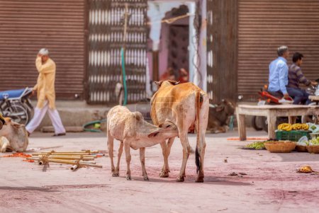 Foto de Colorful scene of the a holy cow nursing her calf on the street of Pushkar India. - Imagen libre de derechos