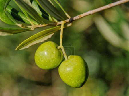 Téléchargez les photos : Two green olives on a branch of a tree on beautiful autumn sunny day. - en image libre de droit