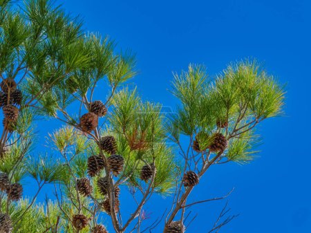 Photo for Pine tree canopy and blue sky in the background on Biokovo mountain Nature Park in Croatia. - Royalty Free Image