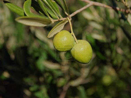 Téléchargez les photos : Two green olives on a branch of a tree on beautiful autumn sunny day. - en image libre de droit
