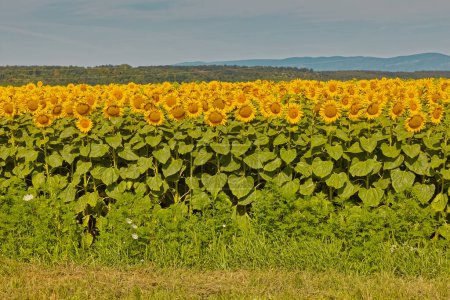 Photo for Sunflower field in bloom, Pozega Croatia. - Royalty Free Image