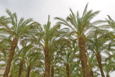 Téléchargez les photos : Sommets des palmiers et ciel en arrière-plan à Jérusalem Israël - en image libre de droit