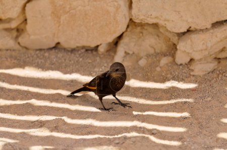 Téléchargez les photos : Un petit oiseau du désert Tristrams étourdissant à la mer Morte Ruines Masada dans le sud d'Israël désert de Judée. - en image libre de droit