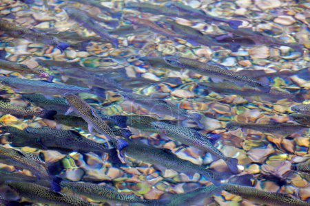 Photo for Close-up view of trout thriving in a shallow stone pool at a fish farm, underlining eco-friendly aquaculture techniques. - Royalty Free Image