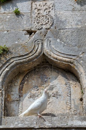 Photo for White dove landing on a stone niche at the entrance of the historic Rosafa fortress in Shkoder. - Royalty Free Image
