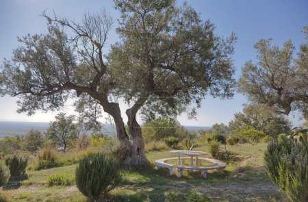 Téléchargez les photos : Une aire de repos tranquille dispose d'un banc circulaire et une table nichée sous un olivier tentaculaire à Apollonia, un témoignage de l'époque grecque et romaine. - en image libre de droit