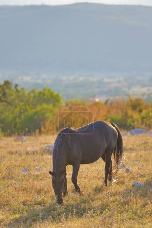 Téléchargez les photos : Un cheval brun sauvage broute au milieu d'arbres sporadiques et de maquis à l'aube dans le pittoresque plateau Goranci au lever du soleil. - en image libre de droit