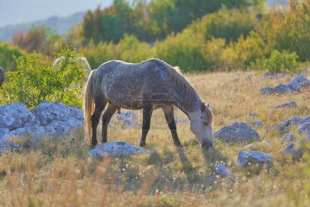 Foto de Un caballo salvaje gris pastando al amanecer en medio del ocasional árbol y maquis en el característico entorno de la meseta de Goranci. - Imagen libre de derechos