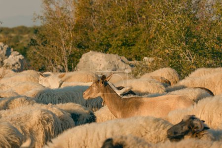 Foto de Una vista de cerca de un rebaño de ovejas con una sola cabra atenta en medio de ellos, inspeccionando los alrededores. - Imagen libre de derechos