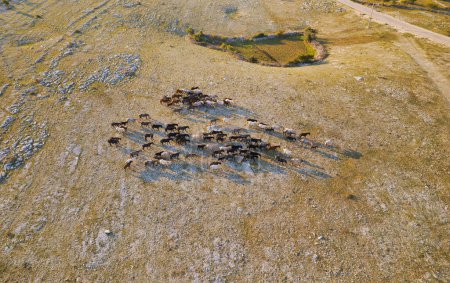 Téléchargez les photos : Vue aérienne d'un grand troupeau de chevaux sauvages se déplaçant gracieusement à travers une prairie dans les vastes étendues du plateau de Mostar. - en image libre de droit