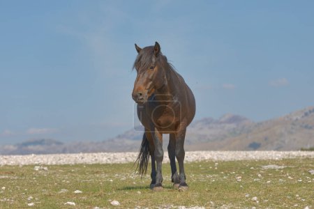 Photo for A black wild horse grazing on the grass and looking towards the camera in a field in Bile, a stunning natural backdrop in Bosnia and Herzegovina. - Royalty Free Image