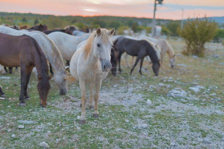 Foto de Un solitario caballo salvaje blanco separado de la manada al atardecer en la meseta de Mostar. - Imagen libre de derechos