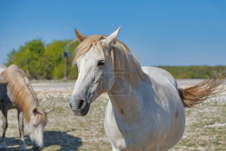 Téléchargez les photos : Un cheval sauvage blanc sauvage isolé de son troupeau sur le plateau près de Mostar, en Bosnie-Herzégovine, par une journée ensoleillée. - en image libre de droit