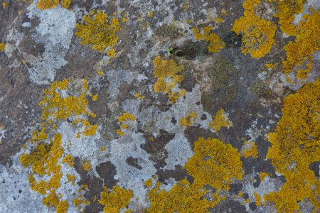 Téléchargez les photos : Des lichens vibrants de différentes couleurs, y compris l'orange, le blanc et les teintes sombres, embellissant un rocher sur le rivage de Corfou. - en image libre de droit