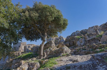 Foto de Una vista panorámica de un jardín de piedra con un árbol prominente en Angelokastro, también conocido como Castillo del Ángel en Corfú, Grecia. - Imagen libre de derechos