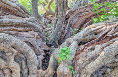 Photo for Gnarled carob tree trunks with vibrant green foliage in Komiza - Royalty Free Image