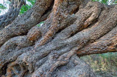 Photo for Closeup of a gnarled carob tree bark creating natural patterns and textures in Komiza. - Royalty Free Image