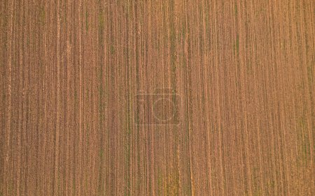 Photo for Aerial shot of endless fields near Beli Manastir in Slavonia, Croatia - Royalty Free Image