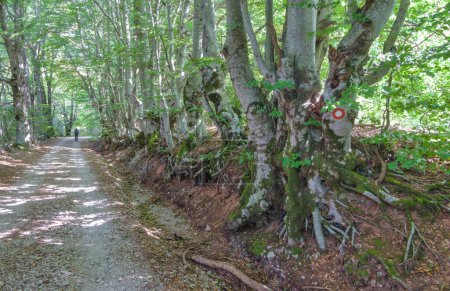 Foto de Un camino sereno flanqueado por antiguos hayas en los verdes bosques de Baske Ostarije, invitando a los aventureros hacia la cima de la montaña. - Imagen libre de derechos