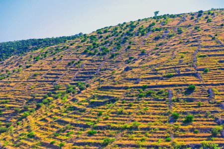 Foto de Campos agrícolas en terrazas en las soleadas laderas de la isla de Hvar, que muestran el paisaje tradicional croata y las técnicas de cultivo. - Imagen libre de derechos