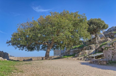 Téléchargez les photos : CORFU, GRÈCE - 21 octobre 2022 : Un chêne solitaire se dresse au milieu des ruines historiques d'Angelokastro, se prélassant au soleil méditerranéen. - en image libre de droit