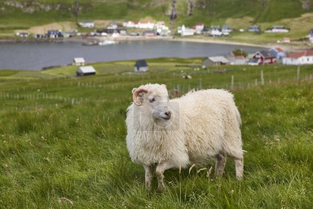 Photo for Young sheep grazing on Faroe islands coastline. Green scenic landscape - Royalty Free Image