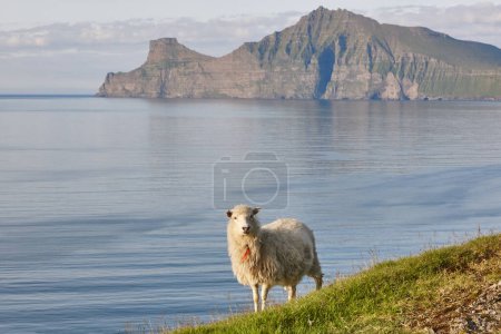 Photo for Sheep on Faroe islands cliffs. Green scenic landscape coastline - Royalty Free Image