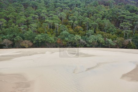 Téléchargez les photos : Dune de Pilat et forêt verte dans le bassin d'arcachon. Aquitaine, France - en image libre de droit