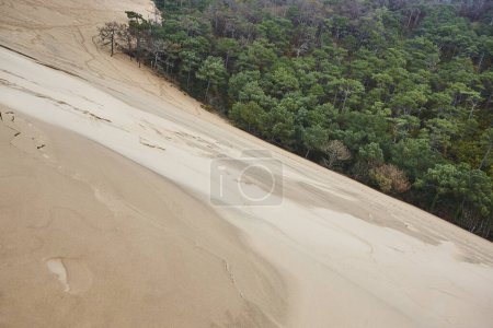 Téléchargez les photos : Dune de Pilat et forêt verte dans le bassin d'arcachon. Aquitaine, France - en image libre de droit