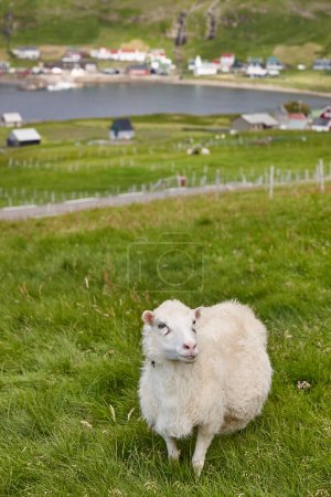 Photo for Sheep grazing on Faroe islands coastline. Green scenic landscape. Vertical - Royalty Free Image