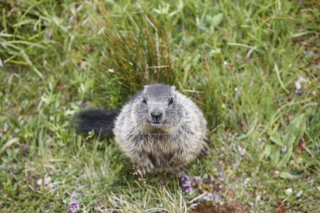Téléchargez les photos : Marmotte assise sur le sol regardant la caméra. La faune. Météorologie - en image libre de droit