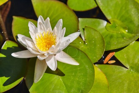 Water lily flower surrounded by green leaves. Exotic garden. Botanical