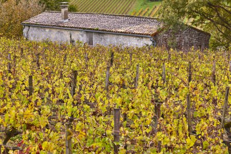 Téléchargez les photos : Vignobles d'automne à St. Emilion. Industrie agricole. France - en image libre de droit