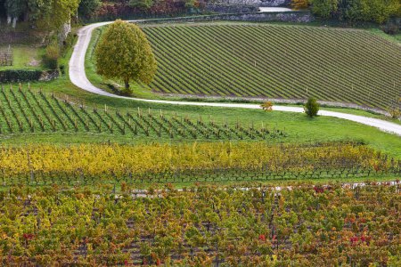 Téléchargez les photos : Vignobles à St. Emilion, automne. Industrie agricole. France - en image libre de droit