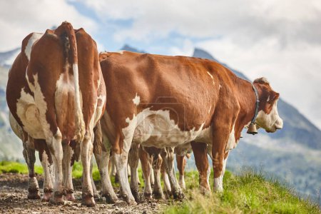 Cows grazing in pasture. Livestock. Tirol region. Austria. 