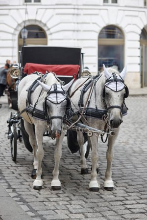 Kutschfahrt in der Wiener Innenstadt. Klassisches Pferdegespann. Österreich